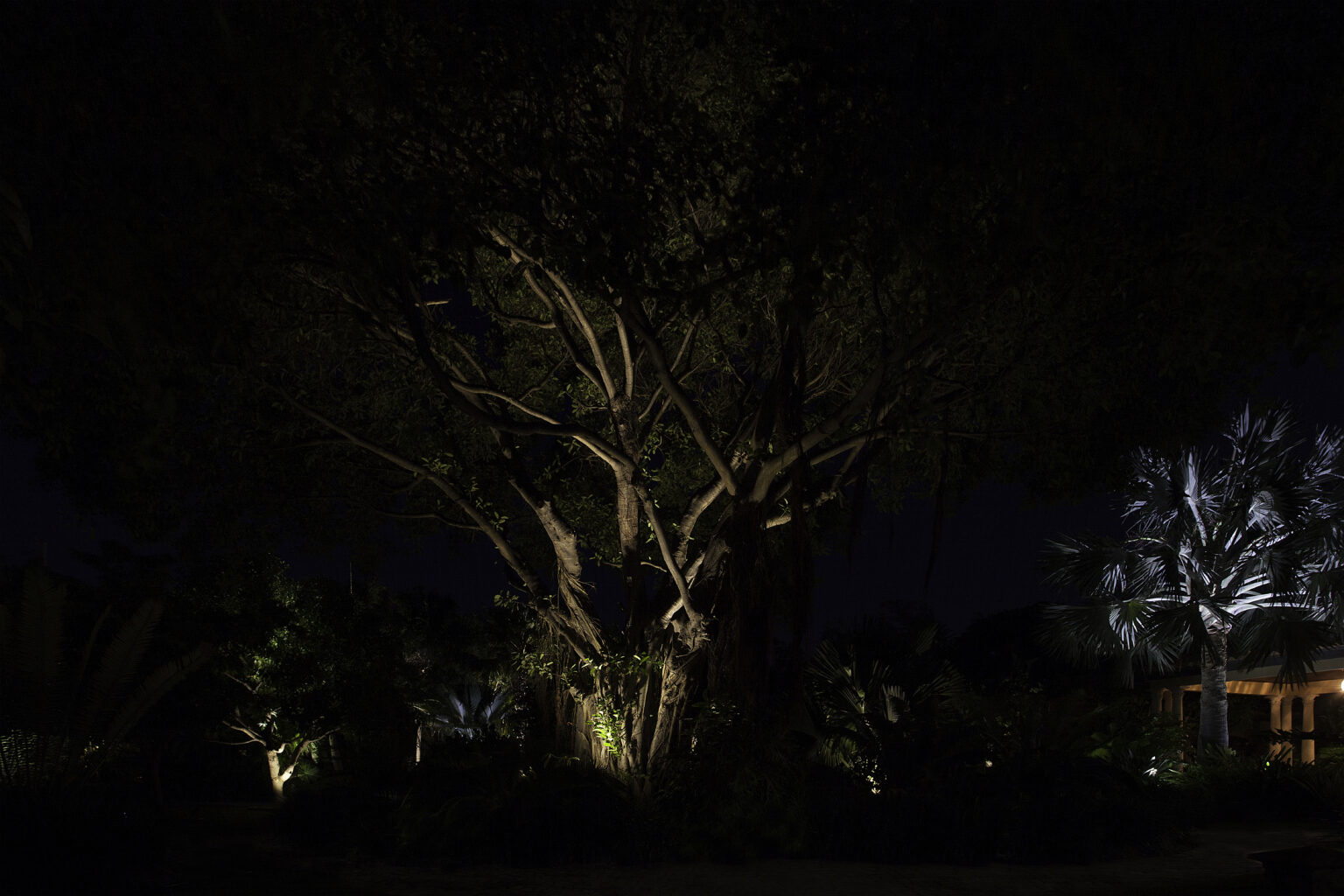 Coastal Source landscape uplighting
